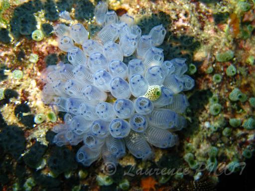 clavelines à points bleus - Clavelina moluccensis.JPG